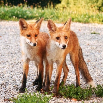renards